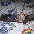 Купить Замок дверной на Subaru Forester 2000г. SF5 EJ20 задний в Красноярске