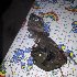 Купить Замок дверной на Subaru Forester 2000г. SF5 EJ20 задний в Красноярске