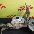 Купить Лонжерон на Lifan X50 левый в Барнауле