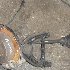 Купить Привод на Toyota Mark II 1998г. GX100 1G-FE задний левый в Красноярске