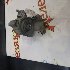 Купить Подушку двигателя на Toyota Camry 1994г. SV40 3S-FE переднюю левую в Абакане