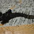 Купить Педаль на Mitsubishi Lancer 2007г. CY2A в Жигулевске