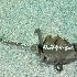 Купить Замок капота на Toyota Mark II Blit 2003г. JZX115 1JZ-GE в Новосибирске