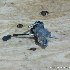 Купить Клапан EGR на Toyota Allion NZT240 1NZ-FE в Хабаровске