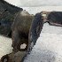 Купить Рычаг подвески на Fiat Albea 2007г. в Ростов-на-Доне